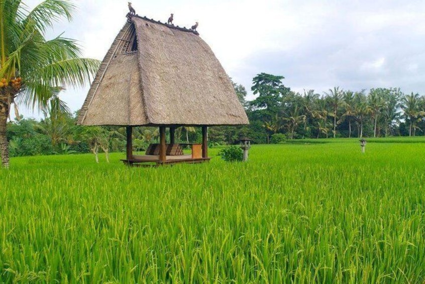 ubud countryside