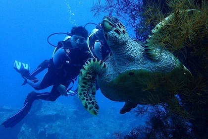 USS Liberty Shipwreck Scuba Diving at Tulamben Bali