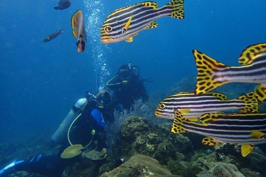 Bali Scuba Diving at Shipwreck 
