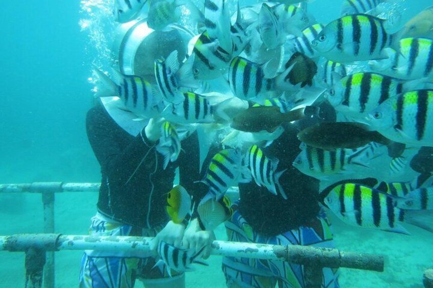 Bali Sea Walker Experience 
