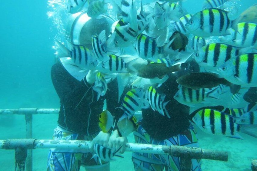 Bali Sea Walker Experience