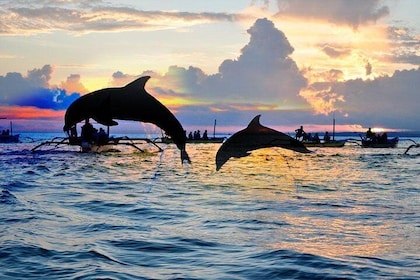 Amazing Bali Dolphin Watching Trip Experience
