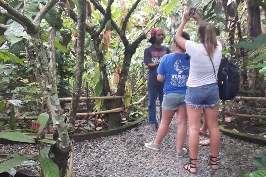 Coffee Plantation
