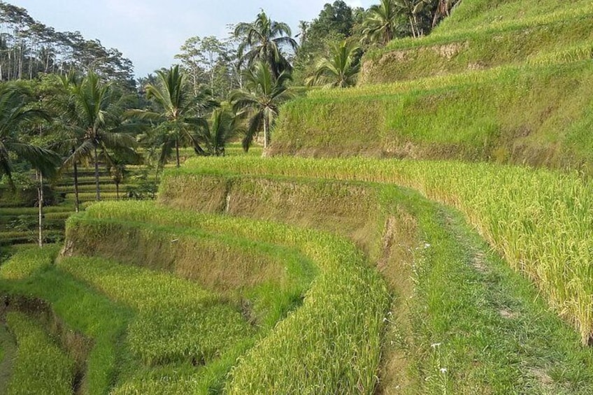 Rice terrace