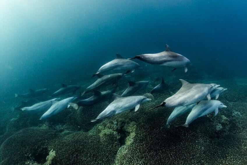 If we are luck enough, dolphins can be spotted at Lembongan Lagoon or SD Point