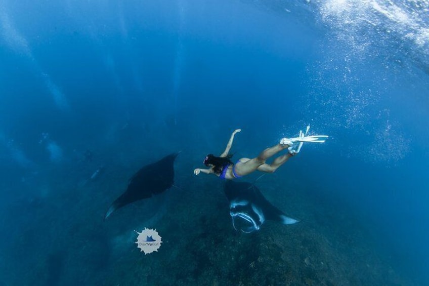 Manta Rays is very friendly and sometimes the can show you some dancing under water 