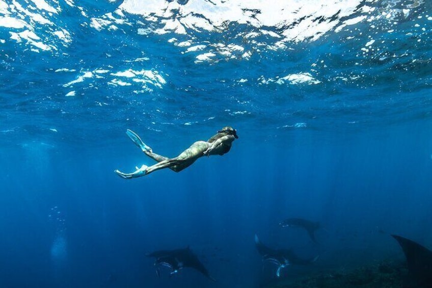 Swim with magnificent manta rays