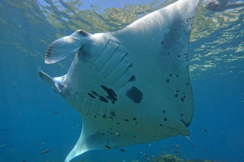 Manta in Manta Bay