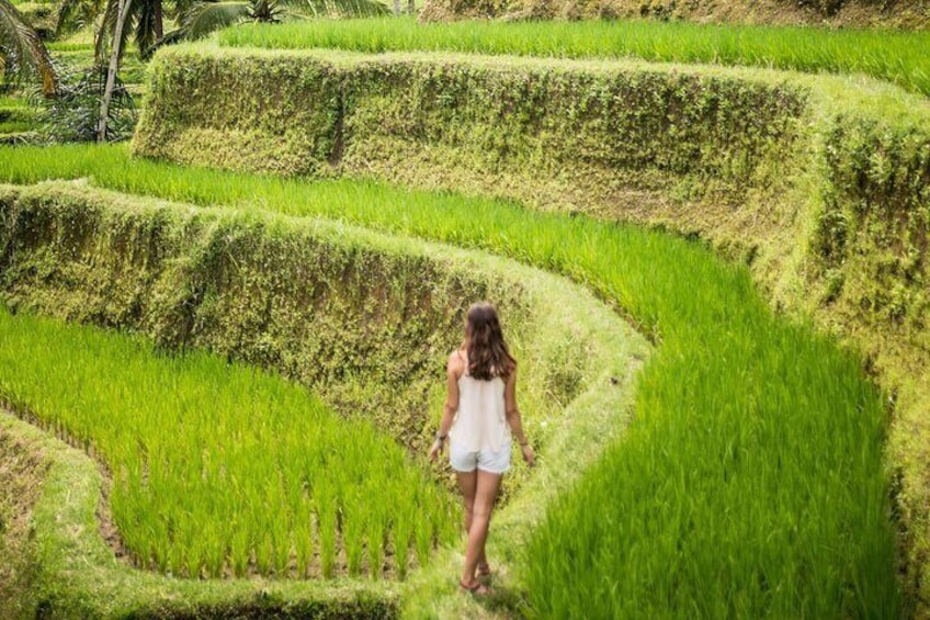 Rice Fields
