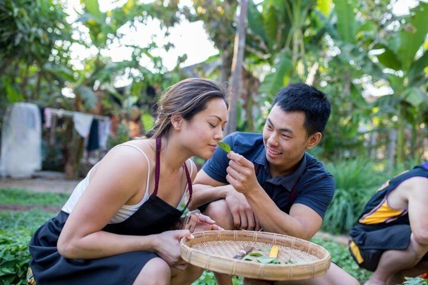 Pick the Khmer herbs at back yard