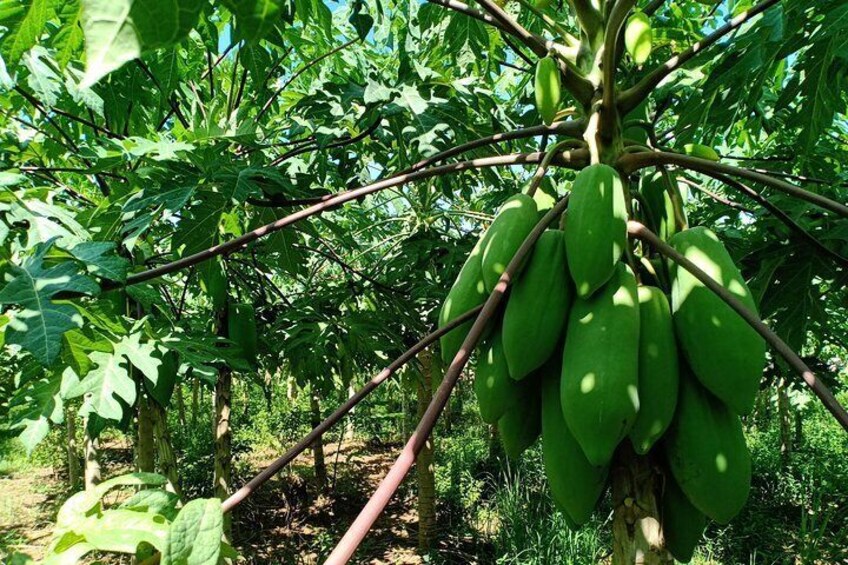 Papaya farm