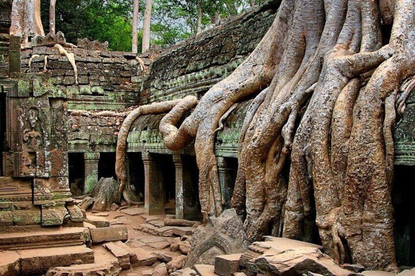 Ta Prohm Tree Temple