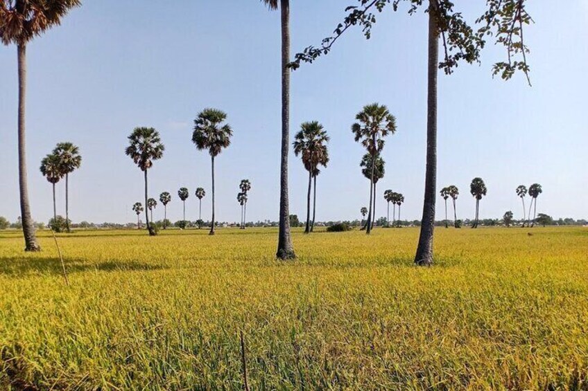 Killing Field & Paddy Rice Fields Bike Ride