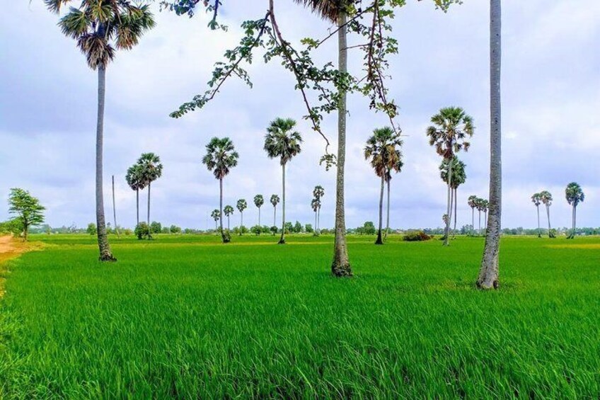 Palm trees in the paddy rice fields 