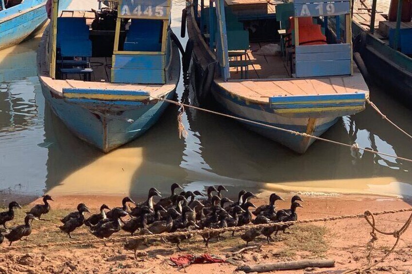 Tonle Sap, Mechrey Floating Village - Half Day Tour