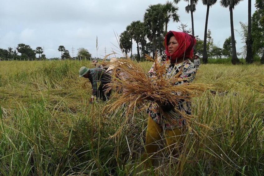 Rice field