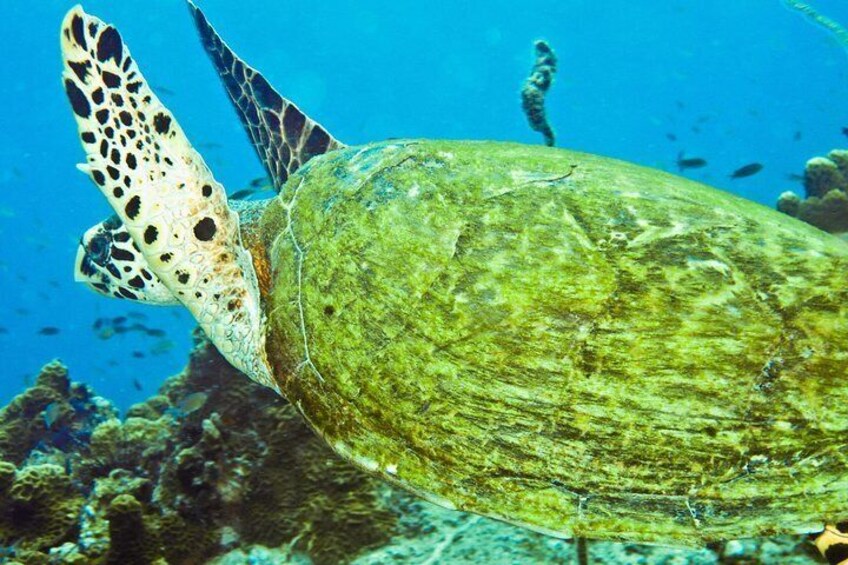 Koh Tao & Koh Nang Yuan by Speed Boat from Koh Samui (Day Tour Snorkeling)