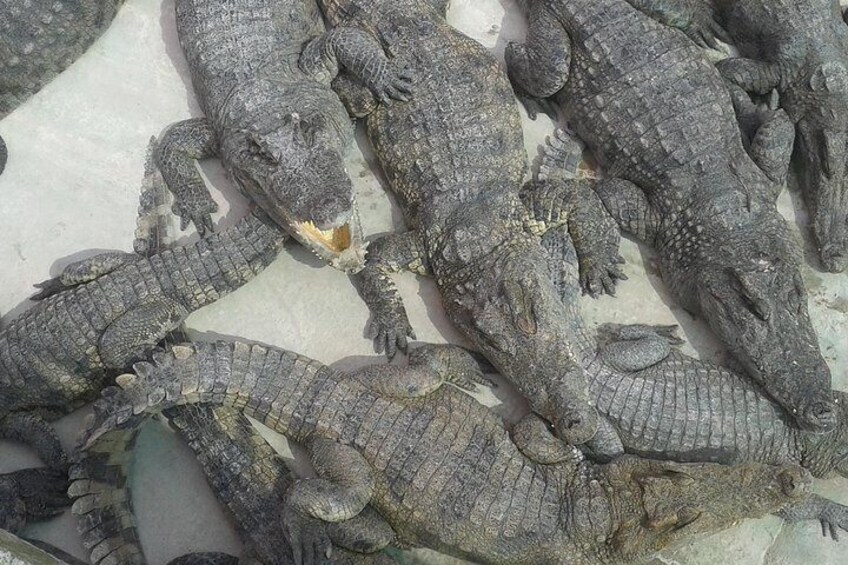 Crocodile farm