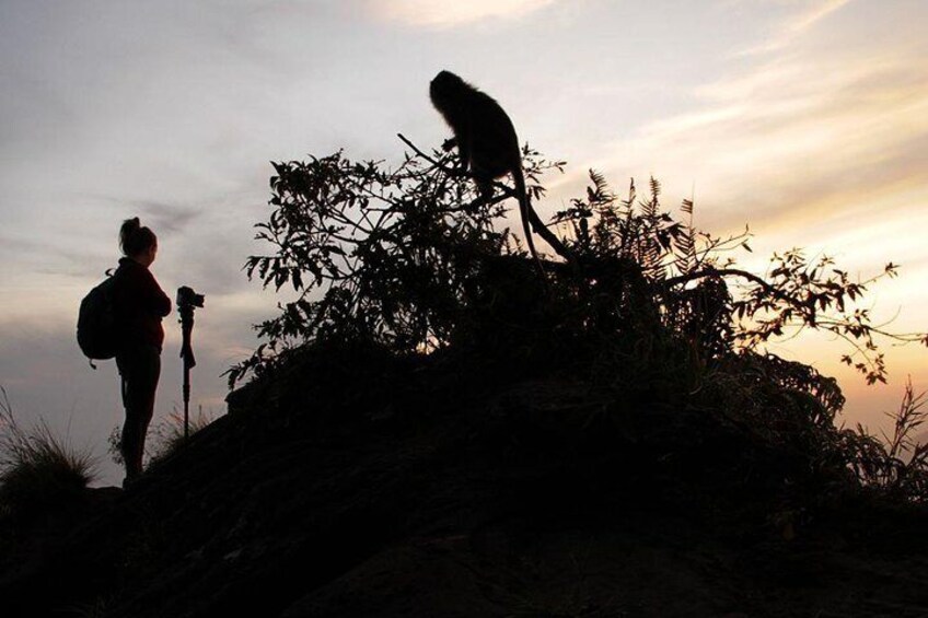 Monkey on the top of Mount Batur