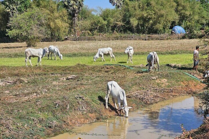 East Corner of Siem Reap - Roluos Group & Countryside