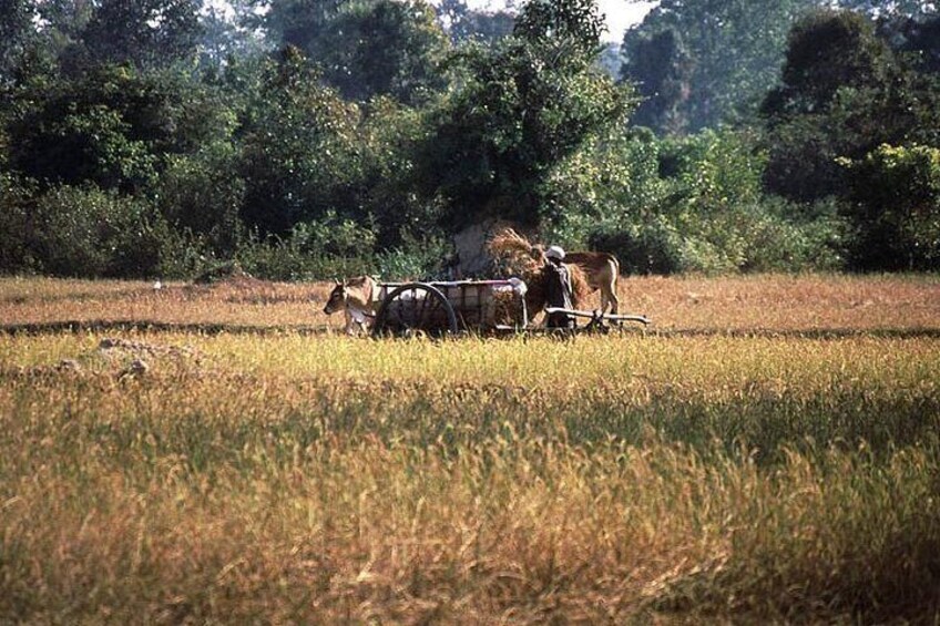 Ox Cart