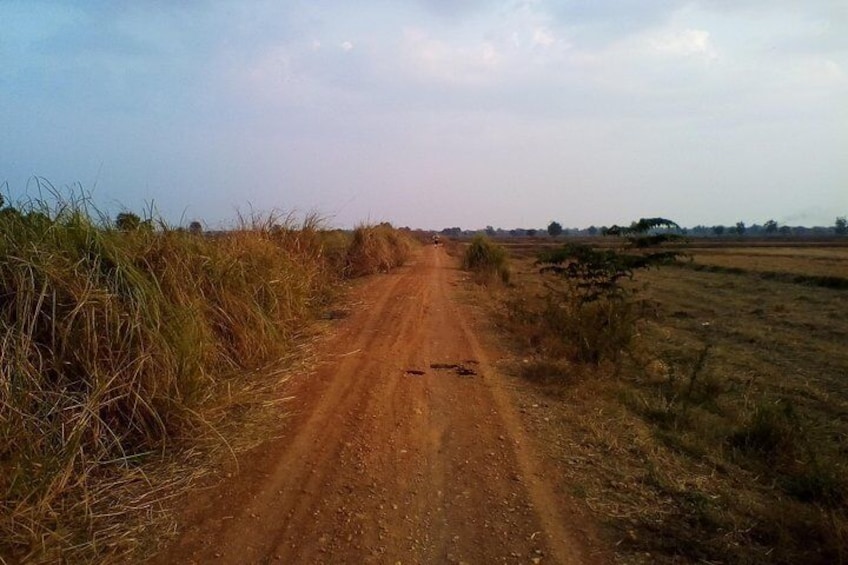 Road in the ricefield