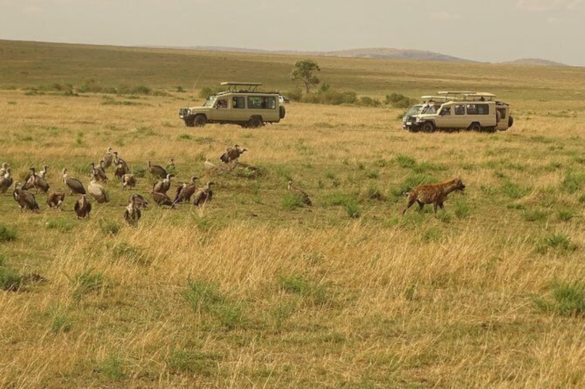 6 Days Masai Mara, Lake Nakuru, Amboseli Group Safari