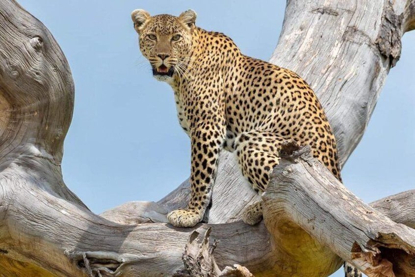 3 Days Ngorongoro Crater and Serengeti NP Only Budget Safari Tour in Tanzania