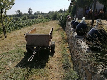 Halvdagers vinsmaking og Saint Paul de Vence-tur fra Nice