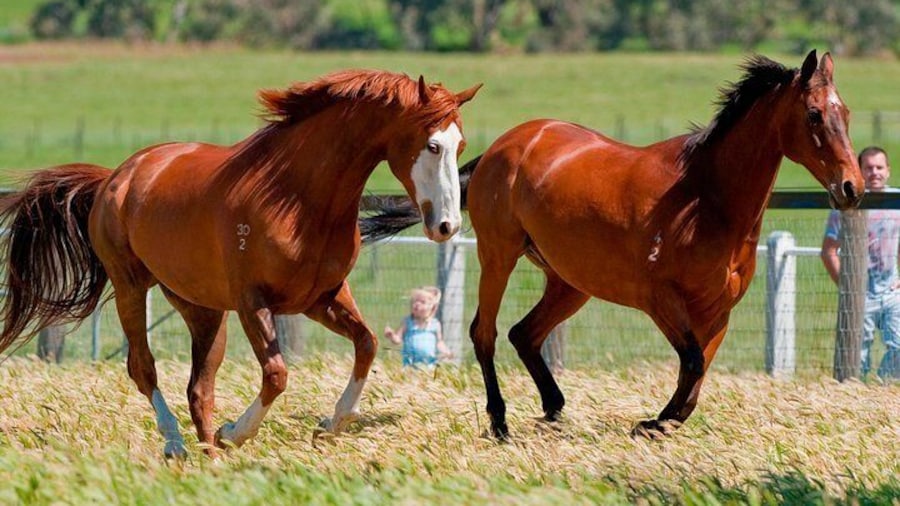 Apache Cat