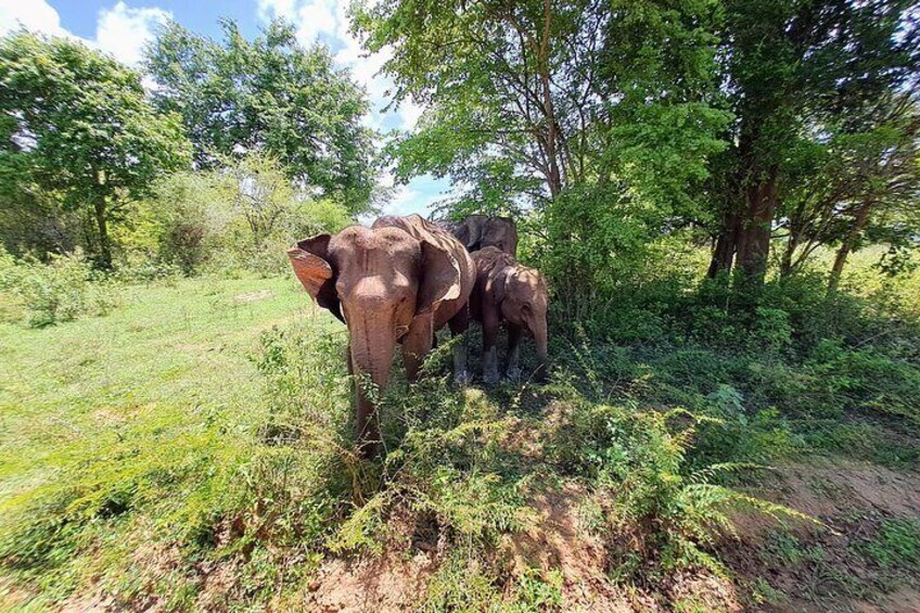 Guided Tours In Sri Lanka - Private Tour Guides with Car