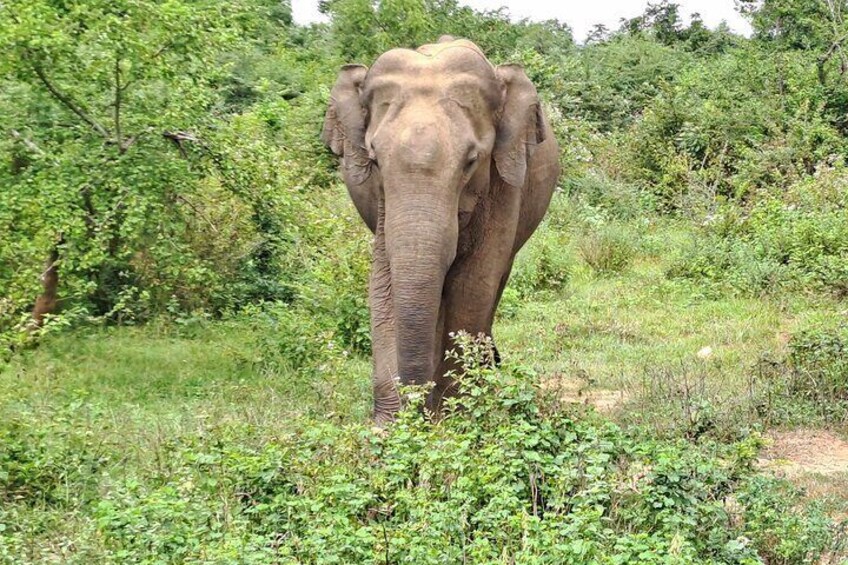 Sri Lanka wild life