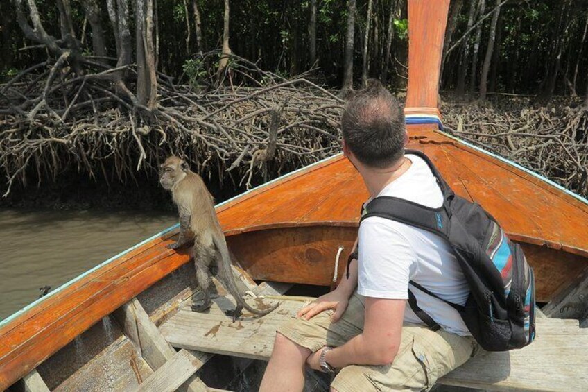 Mangrove forest