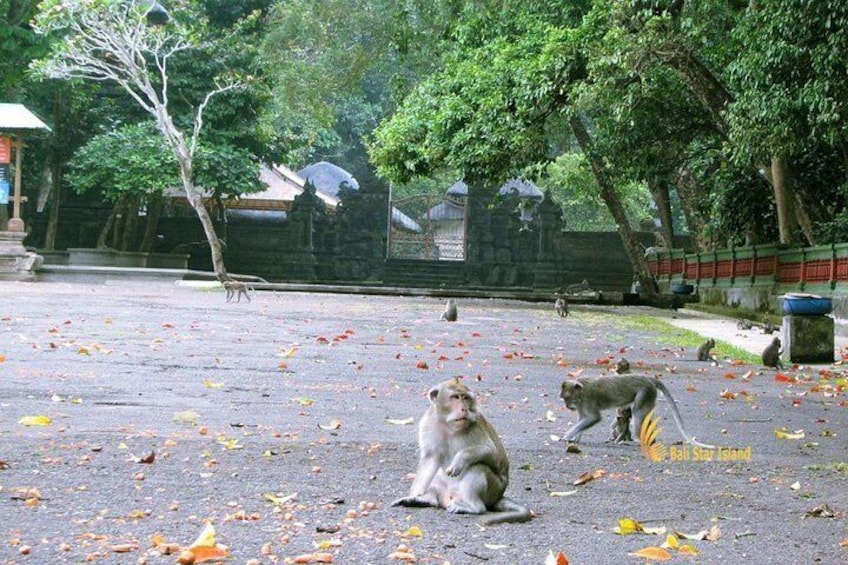 Alas kedaton Monkey forest