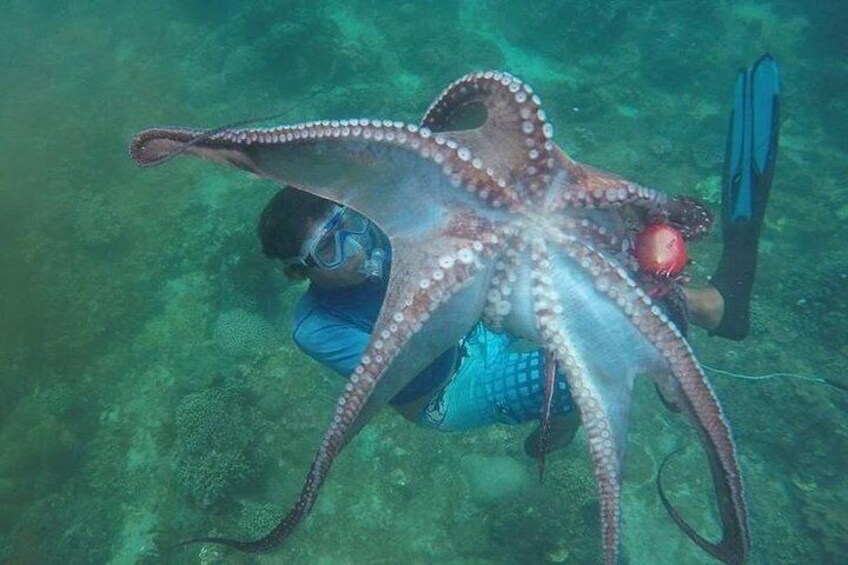 Octopus fishing