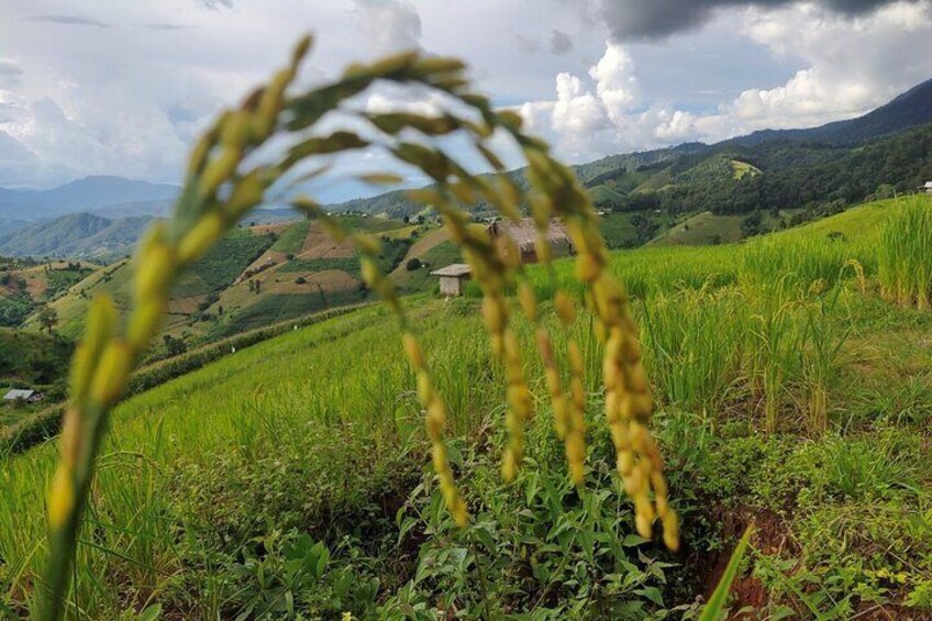 Amazing rice fields terraces of Pa Pong Piang. ( A hidden Charm )