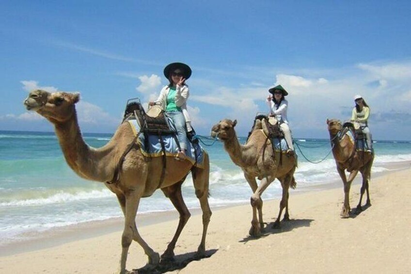 Bali Camel Safari