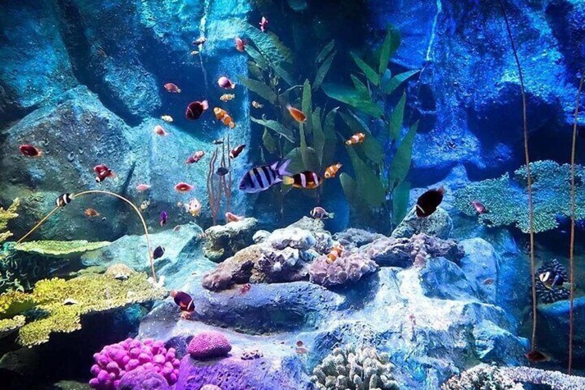 Underwater World at Pattaya Admission Ticket with Return Transfer