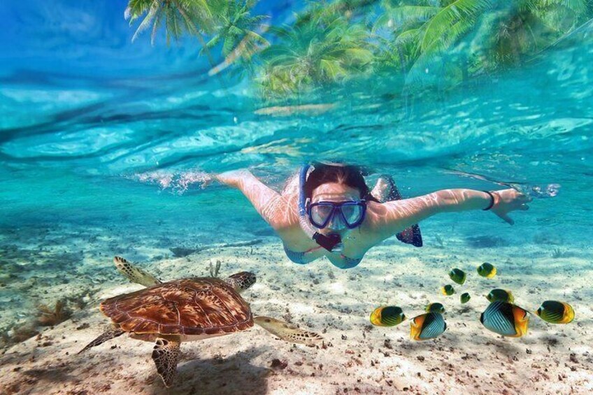 Snorkel in crystal clear waters and see an abundance of colorful marine life