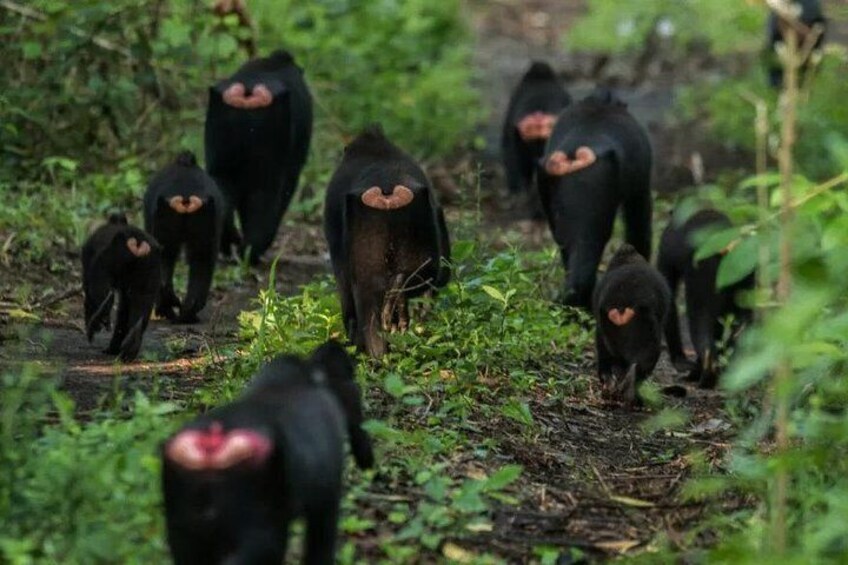 Sulawesi Tangkoko National Park Private Tour