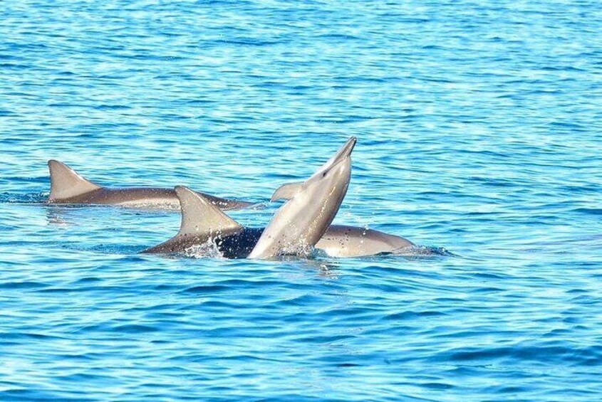 Swimming With Wild Dolphins