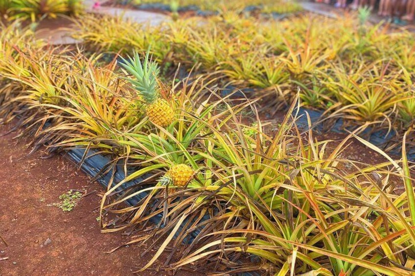 Pineapple Farm at the Dole Plantation