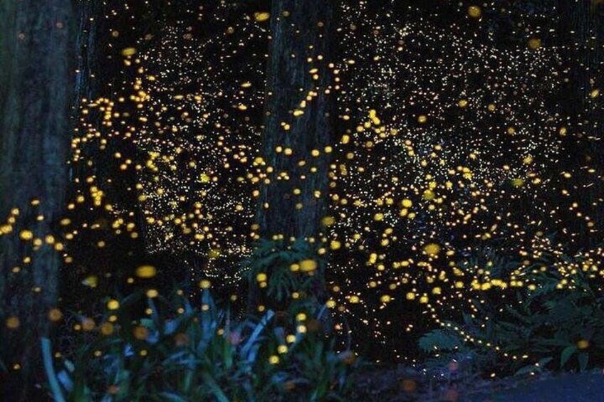 Kuala Selangor Fireflies River Ride Including Dinner from Kuala Lumpur