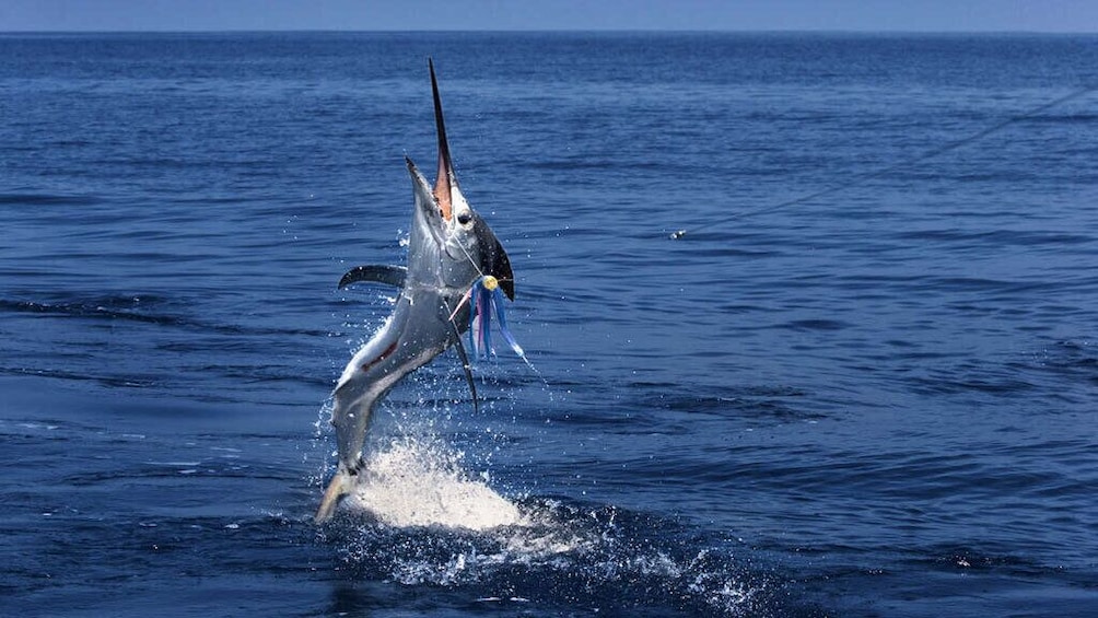 Racha Island Fishing Join On Special Giant Fish From Phuket