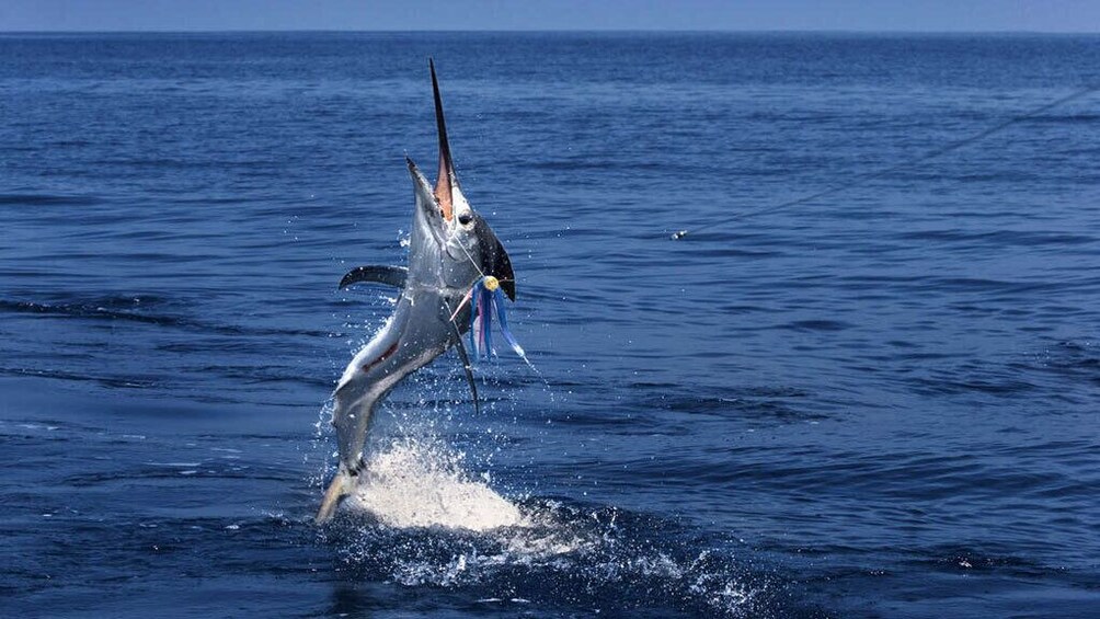 Day Fishing Join On Bottom Fishing By Spinning From Phuket