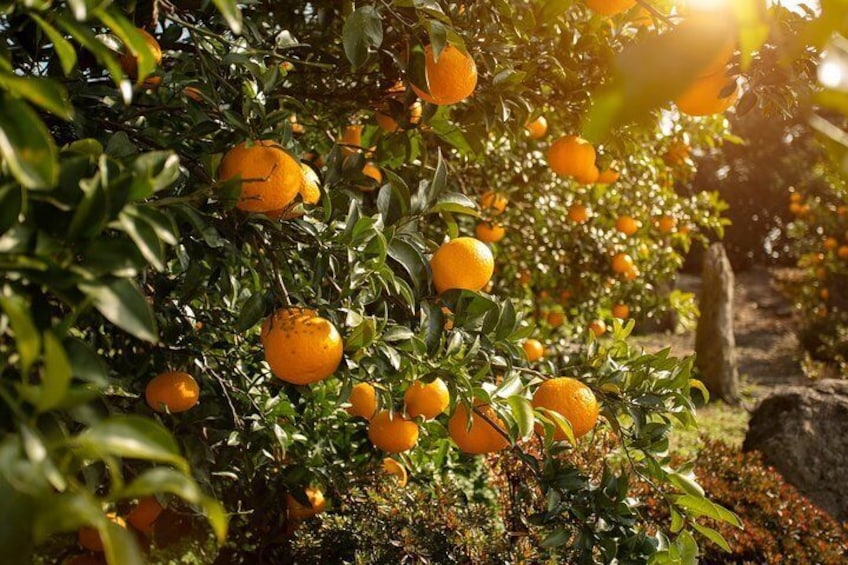 Jeju Tangerines