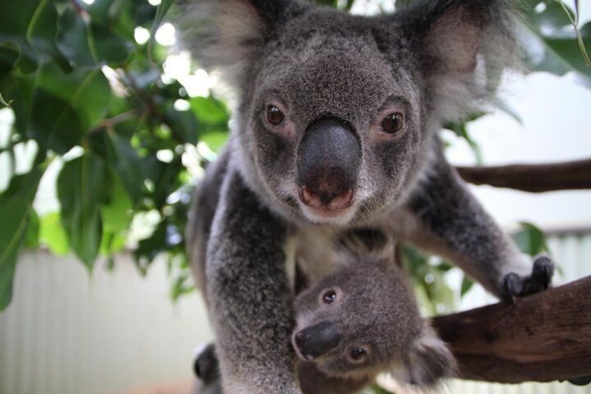 Koala & Joey