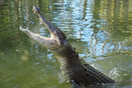 The adventure begins at Hartley's the best crocodile show in Australia