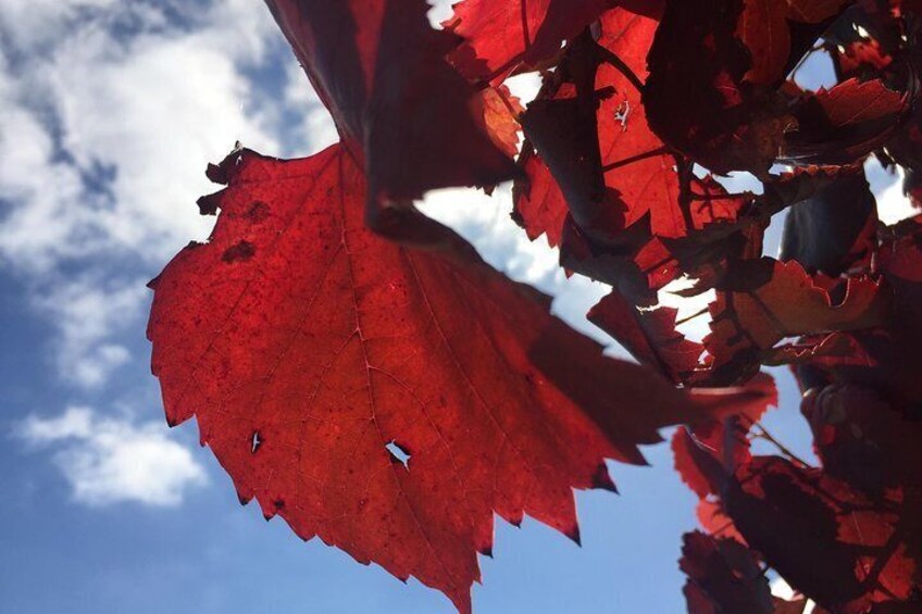 Autumn is just as good as Spring, this was such a great time to see the season changing.