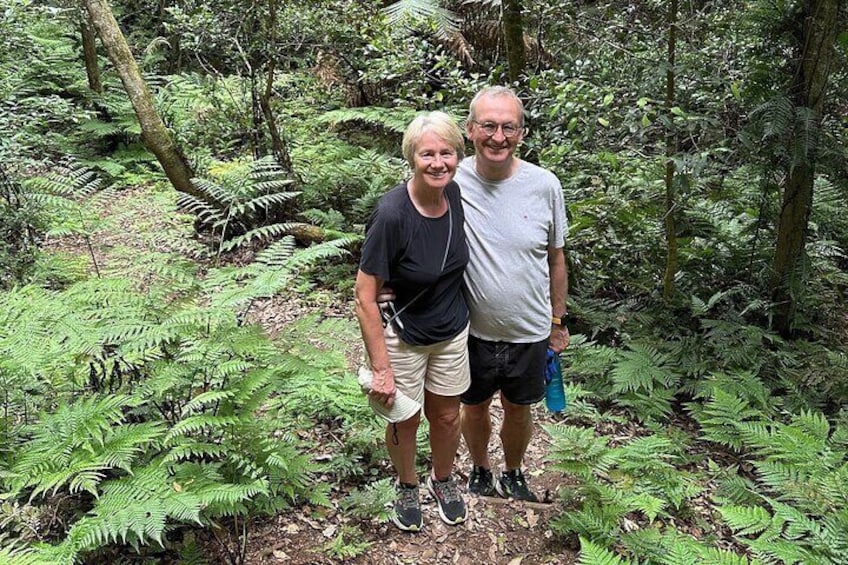 See a rain forest